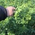 迎春花迎春柳市政园林绿化工程垂蔓花卉植物云南黄素馨