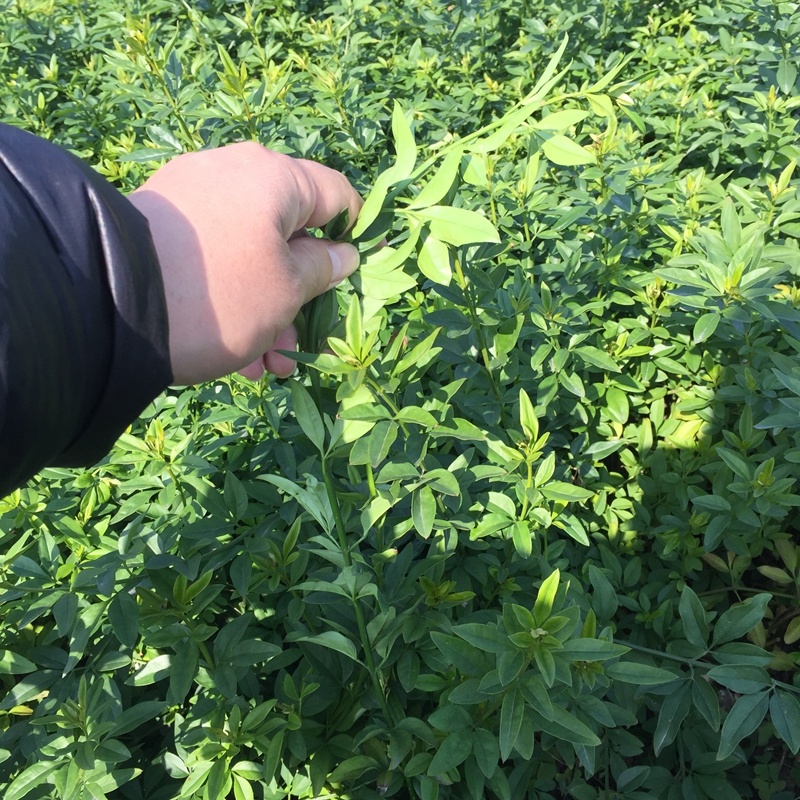 迎春花迎春柳市政园林绿化工程垂蔓花卉植物云南黄素馨