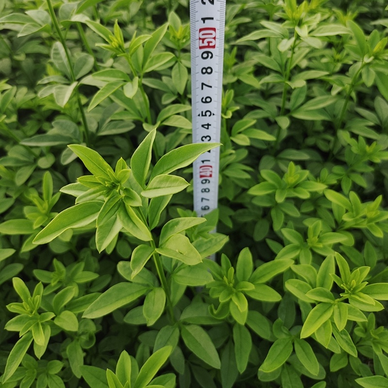 迎春花迎春柳市政园林绿化工程垂蔓花卉植物云南黄素馨