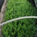 迎春花迎春柳市政园林绿化工程垂蔓花卉植物云南黄素馨