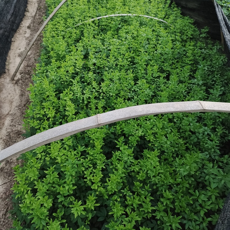 迎春花迎春柳市政园林绿化工程垂蔓花卉植物云南黄素馨