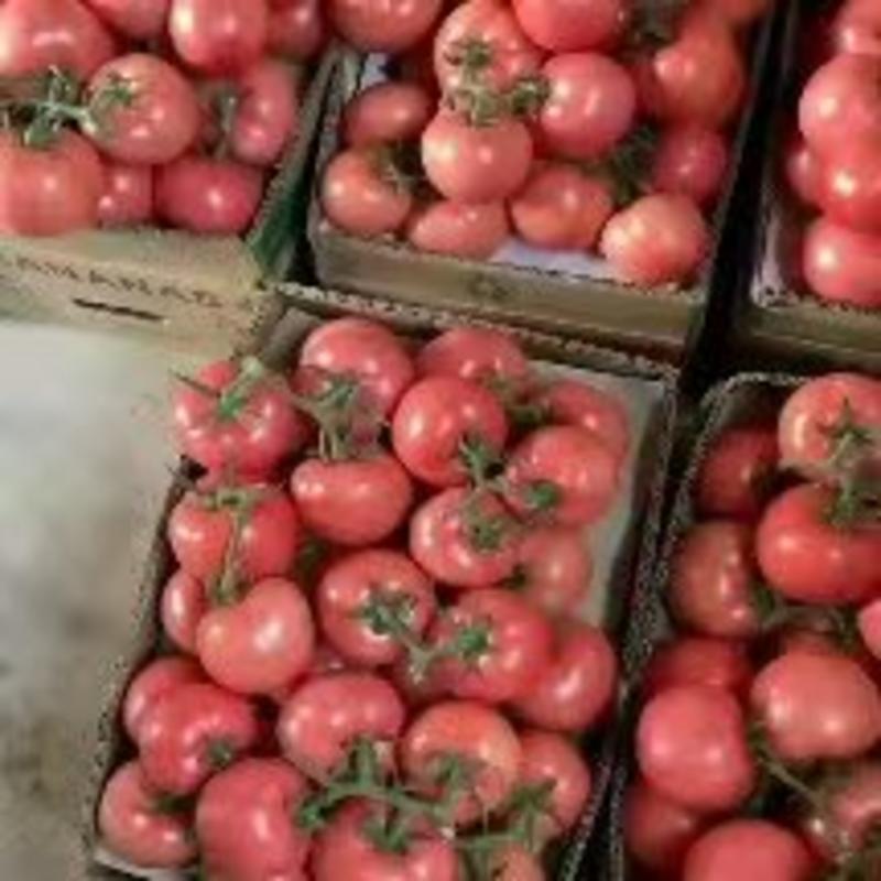 【推荐】精品硬粉西红柿，基地直供，全国供应，欢迎来电