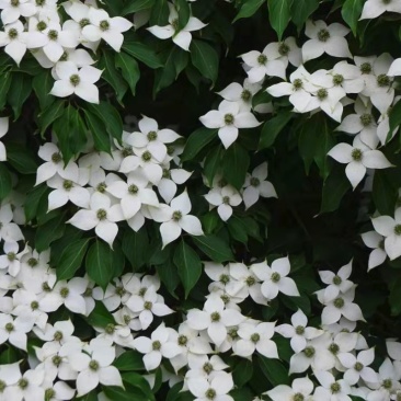 野果苗四照花山荔枝糖梨儿观叶赏花尝果植物庭院.
