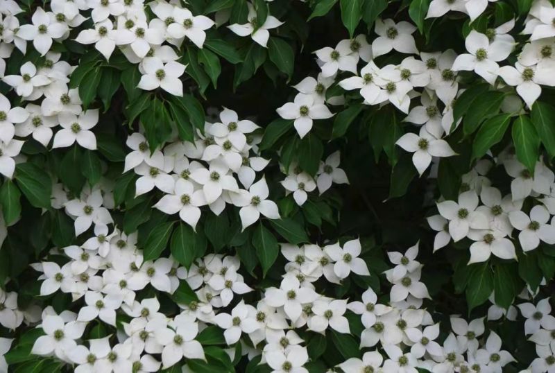 野果苗四照花山荔枝糖梨儿观叶赏花尝果植物庭院.