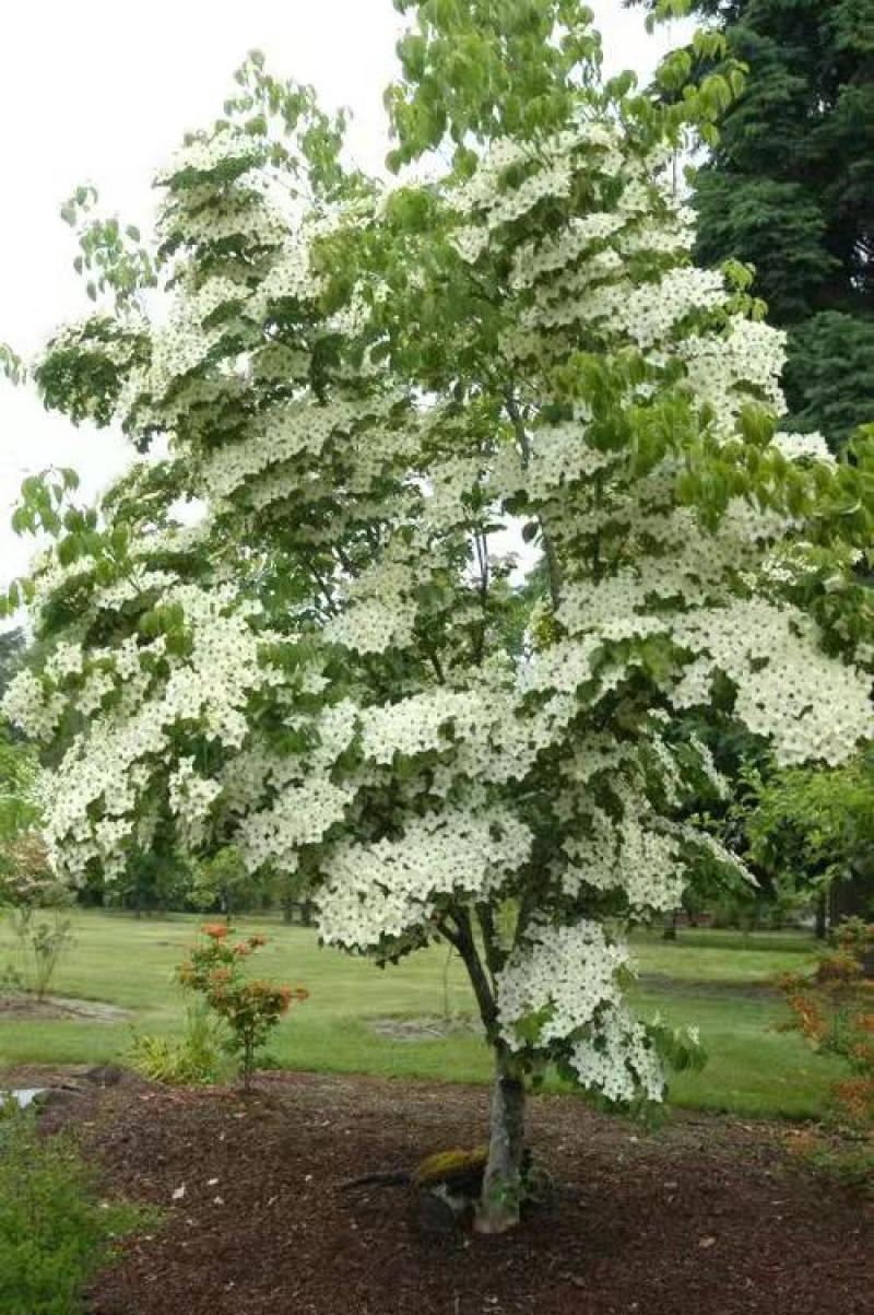 野果苗四照花山荔枝糖梨儿观叶赏花尝果植物庭院.