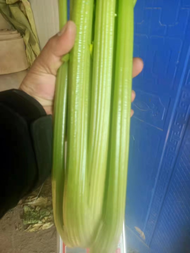 精品芹菜山东一手货源大量有货品质保证欢迎采购