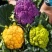 黄花菜种子金色花菜花椰菜籽早熟高产特菜杂交品种