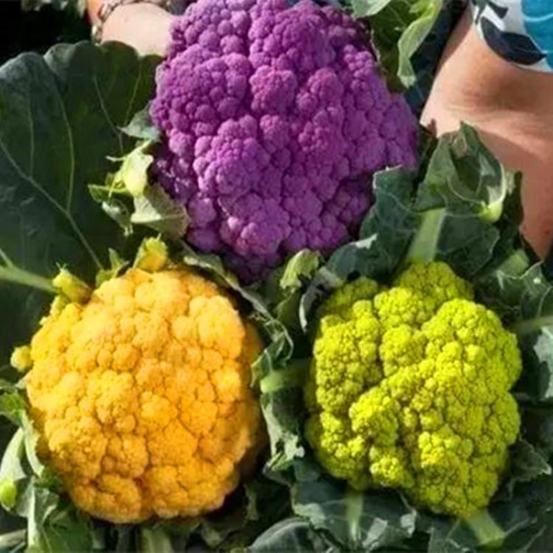 黄花菜种子金色花菜花椰菜籽早熟高产特菜杂交品种