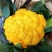 黄花菜种子金色花菜花椰菜籽早熟高产特菜杂交品种