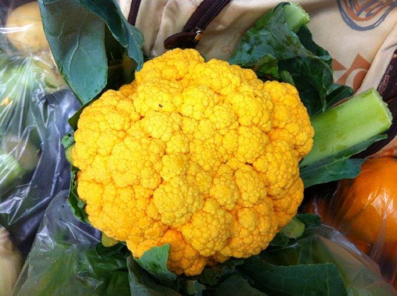 黄花菜种子金色花菜花椰菜籽早熟高产特菜杂交品种