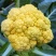 黄花菜种子金色花菜花椰菜籽早熟高产特菜杂交品种