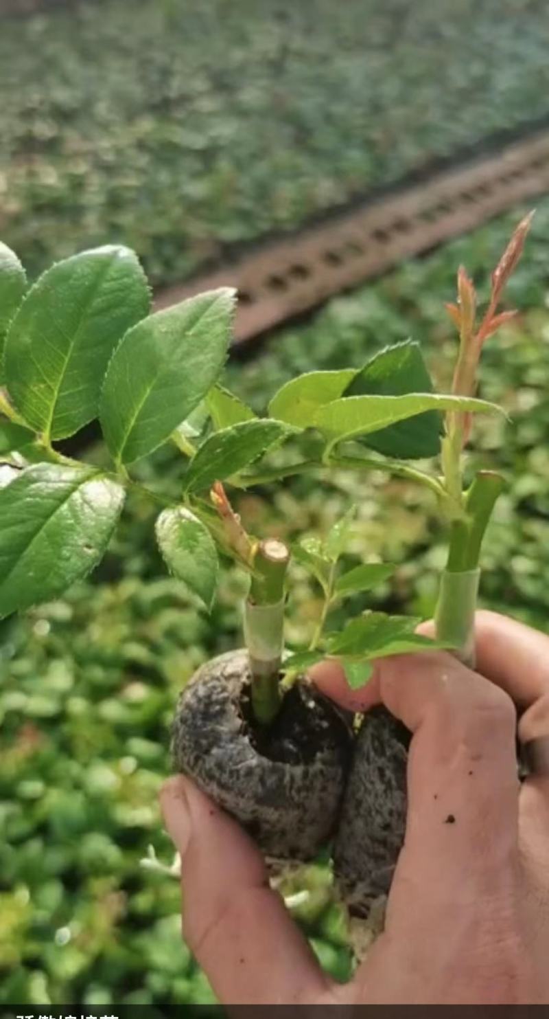 玫瑰苗20-50公分现有嫁接苗袋装苗老桩包存活可做技术