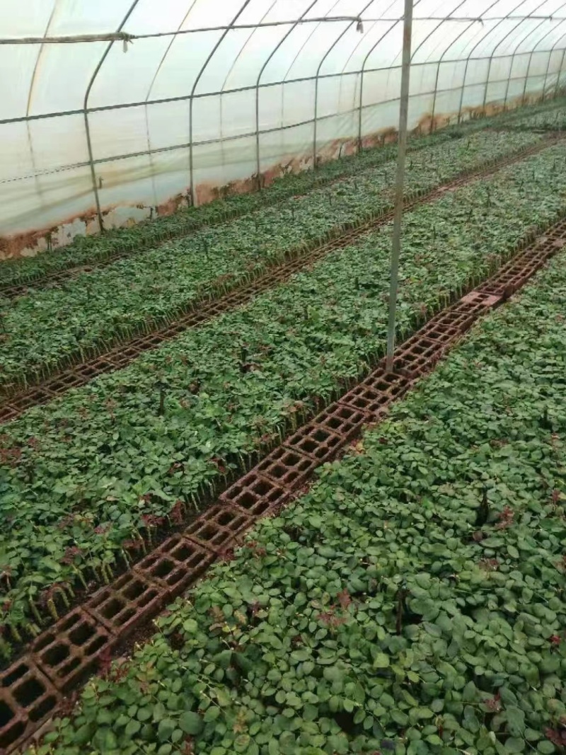 玫瑰苗20-50公分现有嫁接苗袋装苗老桩包存活可做技术
