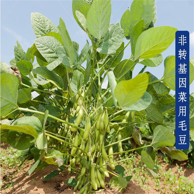 大粒王新鲜食毛豆种子毛豆3号种子大豆种籽特早毛豆20斤袋