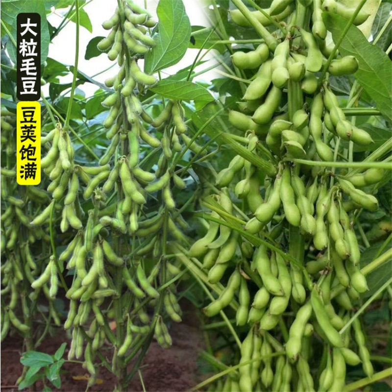 大粒王新鲜食毛豆种子毛豆3号种子大豆种籽特早毛豆20斤袋