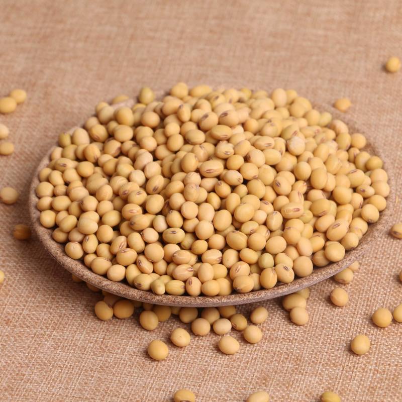大粒王新鲜食毛豆种子毛豆3号种子大豆种籽特早毛豆20斤袋
