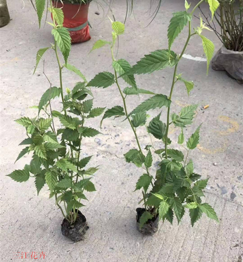 自产自销盆栽棣棠工程苗棣棠‘价格现货供应棣棠花