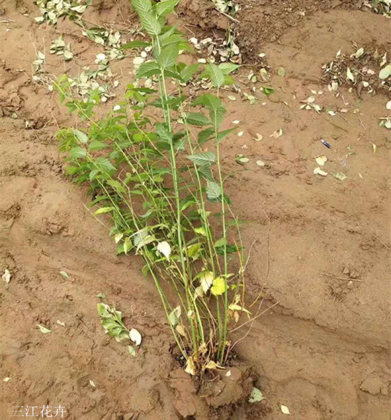 自产自销盆栽棣棠工程苗棣棠‘价格现货供应棣棠花