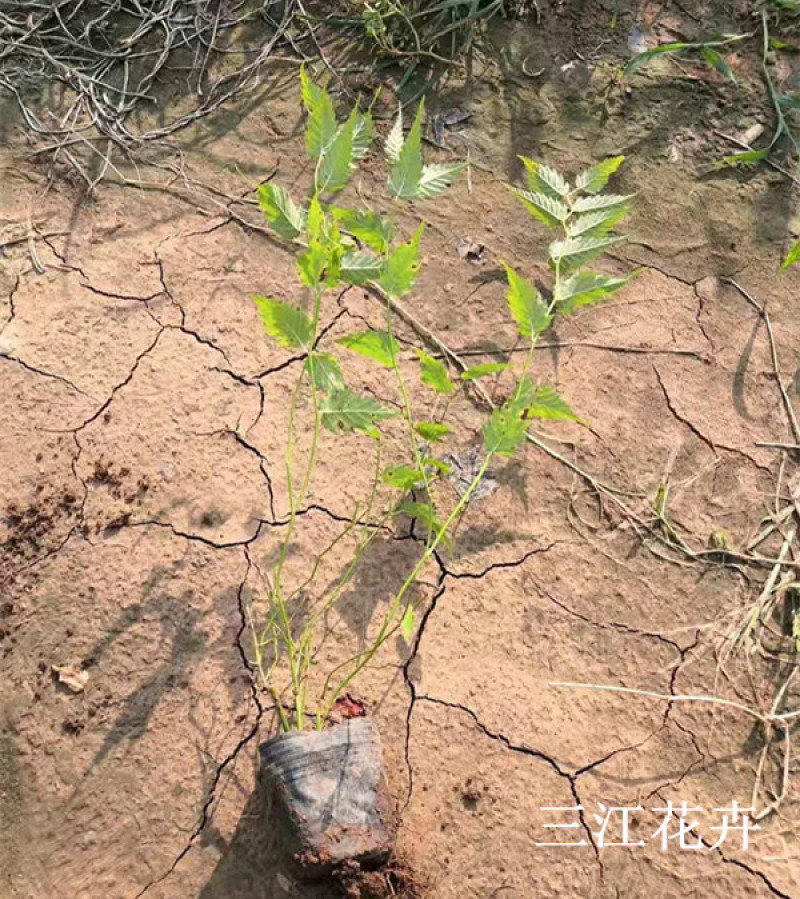 自产自销盆栽棣棠工程苗棣棠‘价格现货供应棣棠花