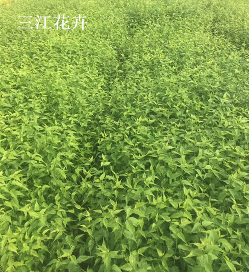 自产自销盆栽棣棠工程苗棣棠‘价格现货供应棣棠花
