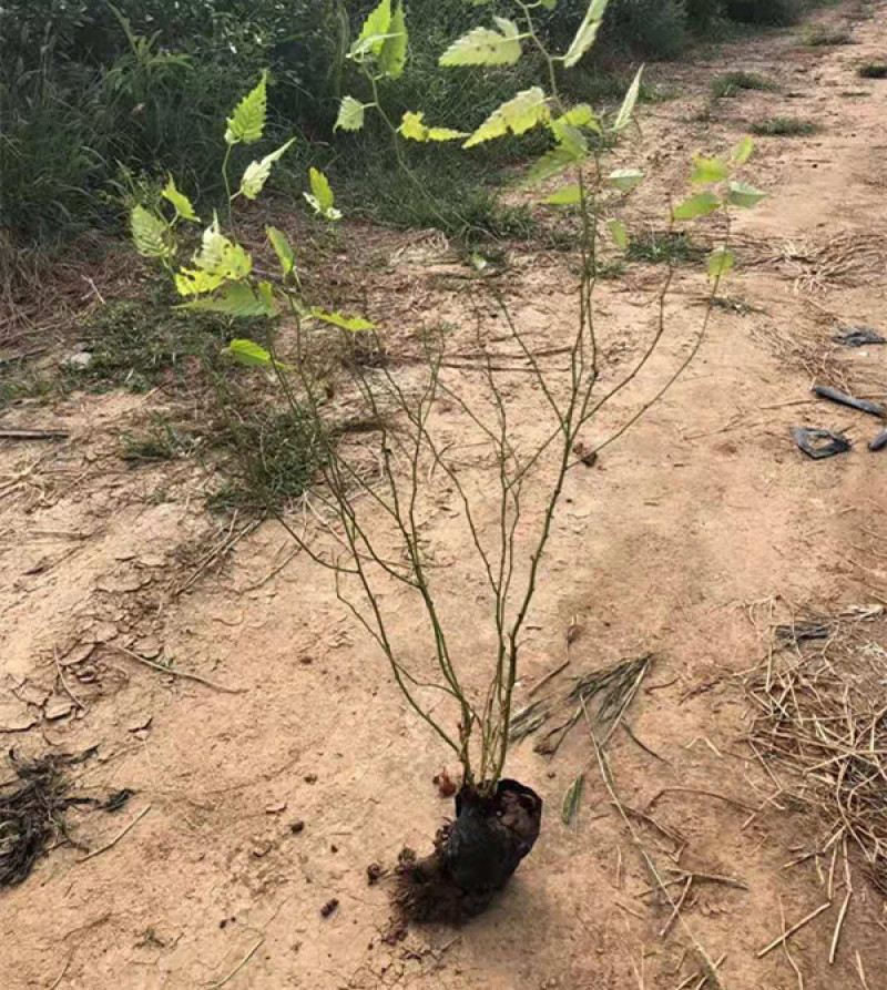 自产自销盆栽棣棠工程苗棣棠‘价格现货供应棣棠花