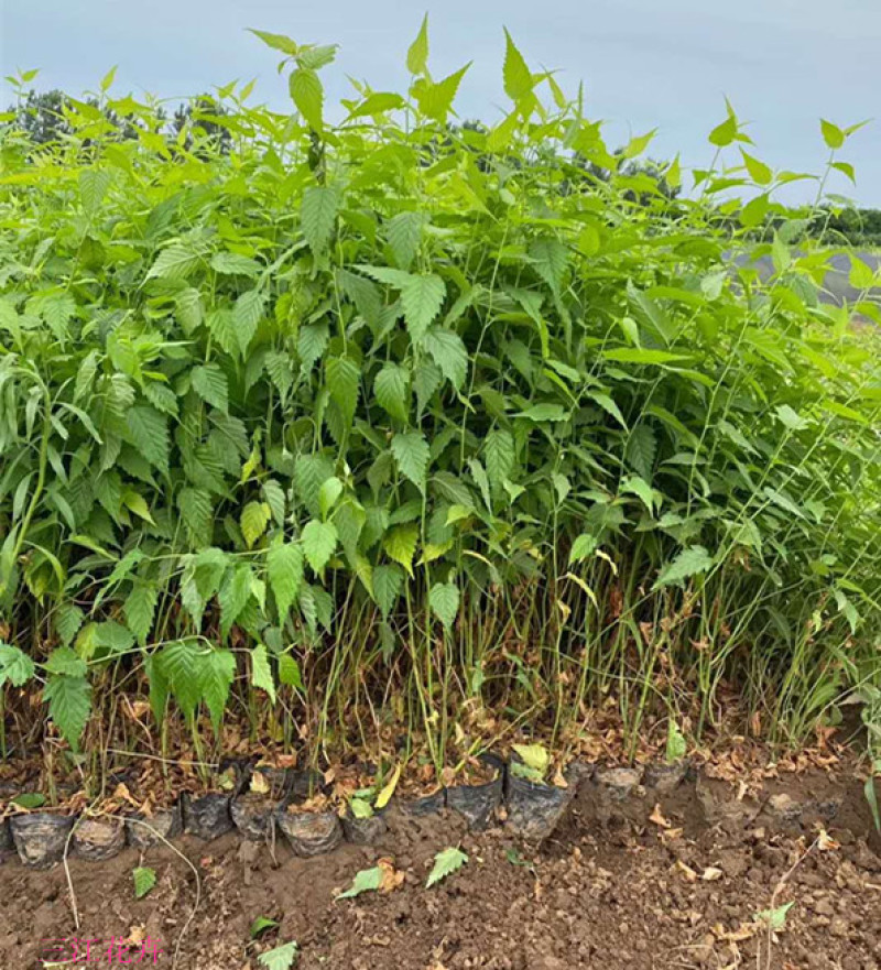 自产自销盆栽棣棠工程苗棣棠‘价格现货供应棣棠花
