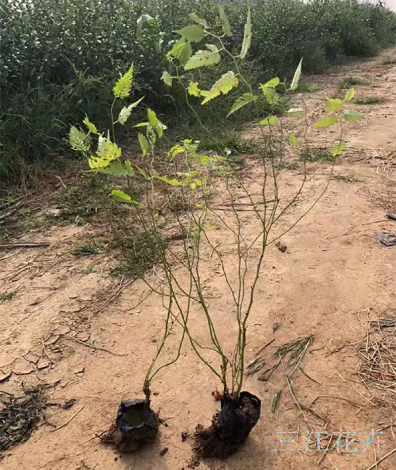 自产自销盆栽棣棠工程苗棣棠‘价格现货供应棣棠花
