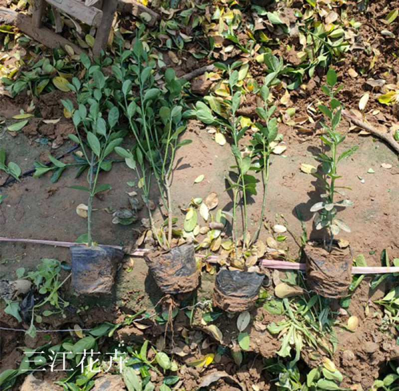 地栽冬青三江花卉常绿灌木冬青苗种植基地