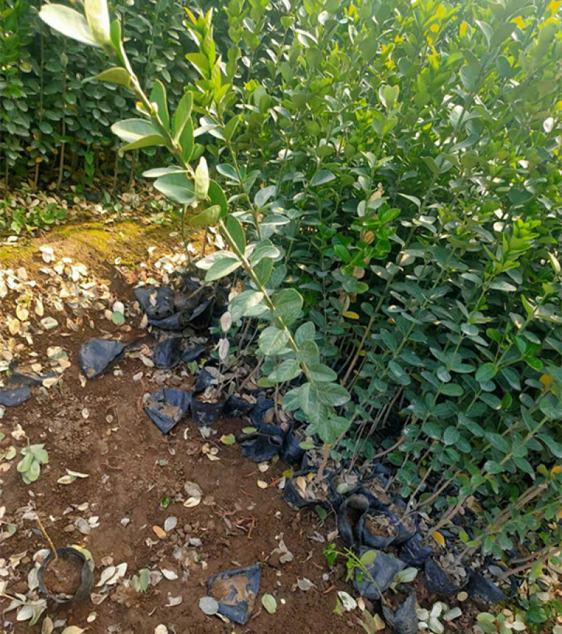 地栽冬青三江花卉常绿灌木冬青苗种植基地