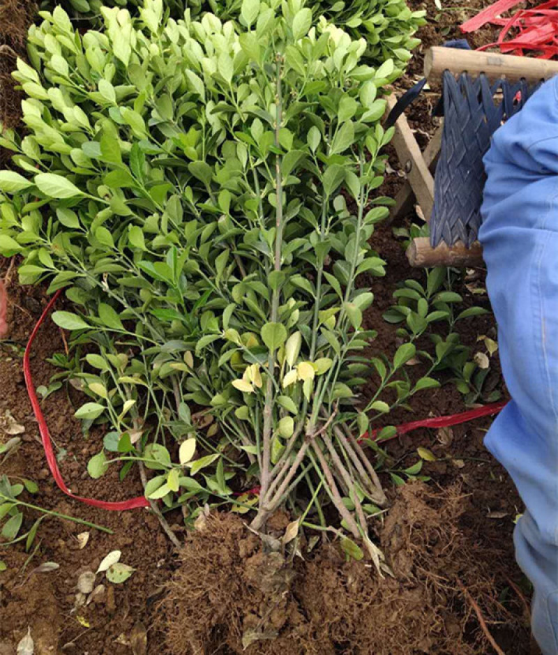 地栽冬青三江花卉常绿灌木冬青苗种植基地