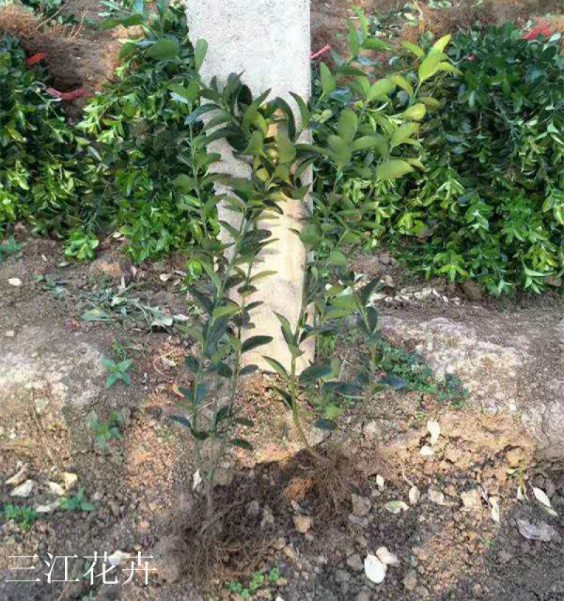 地栽冬青三江花卉常绿灌木冬青苗种植基地