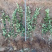 地栽冬青三江花卉常绿灌木冬青苗种植基地