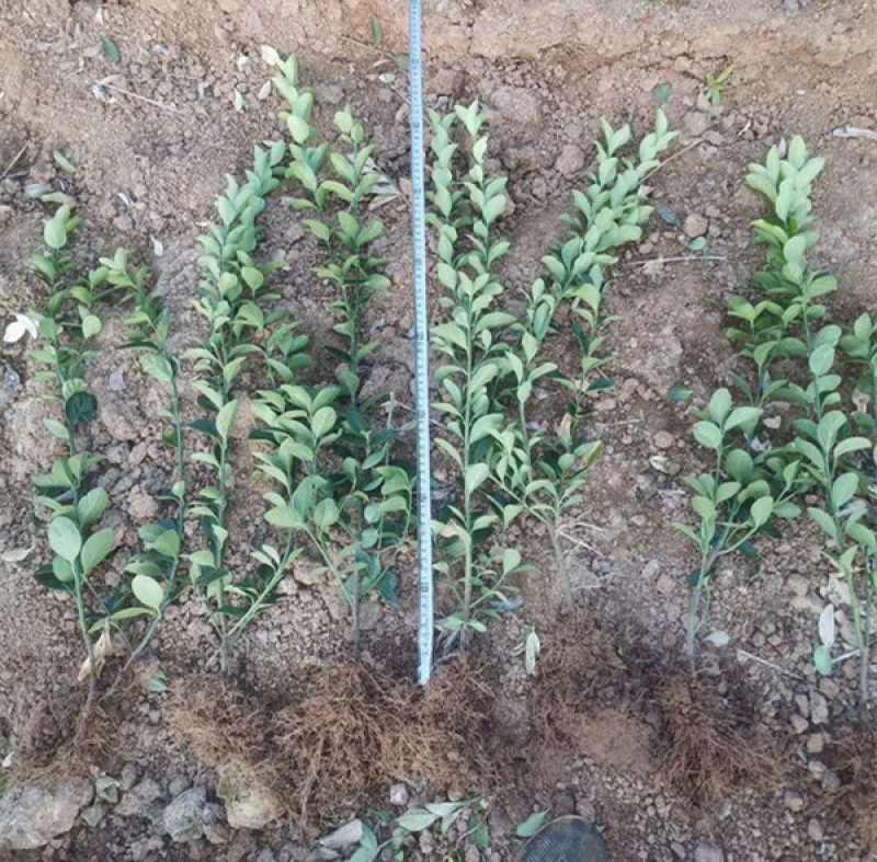 地栽冬青三江花卉常绿灌木冬青苗种植基地