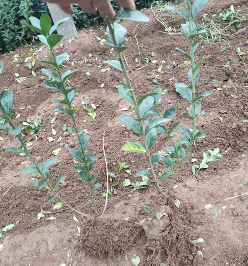 地栽冬青三江花卉常绿灌木冬青苗种植基地