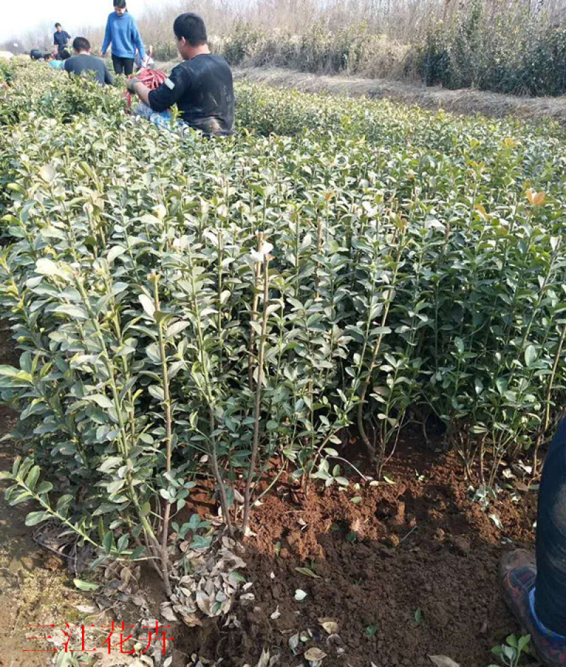 地栽冬青三江花卉常绿灌木冬青苗种植基地