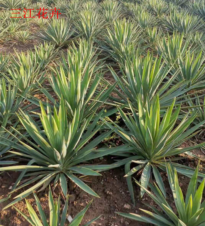 基地供应剑麻工程苗剑麻苗价格凤尾丝兰苗庭院绿篱植