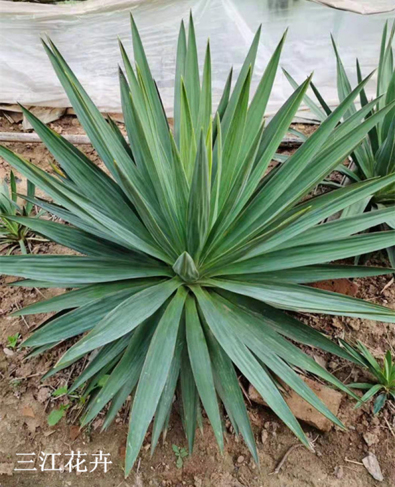 基地供应剑麻工程苗剑麻苗价格凤尾丝兰苗庭院绿篱植