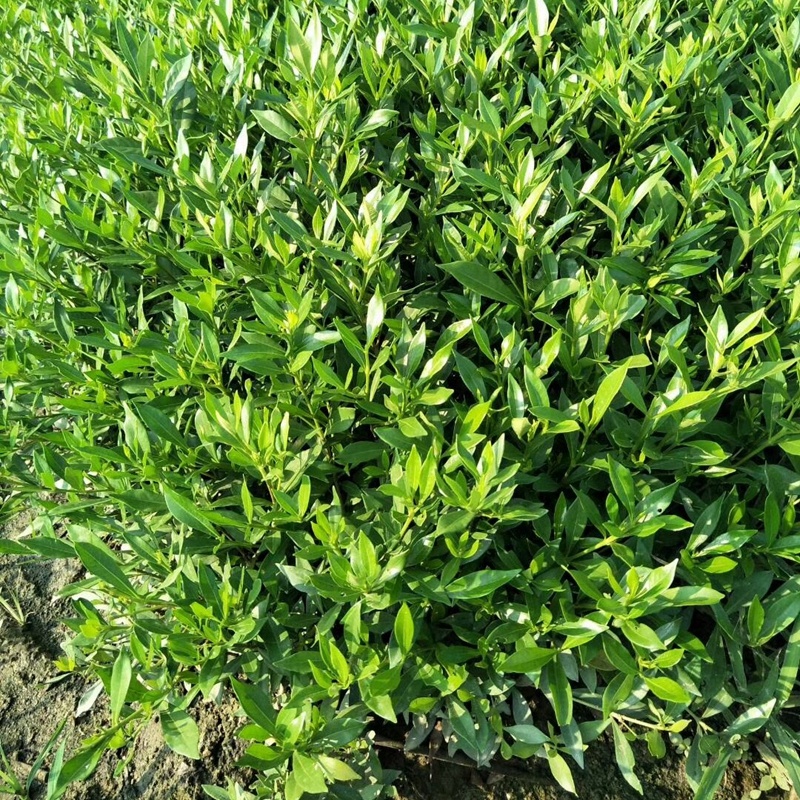 小叶桅子花苗水栀子树湖南杯苗根系粗壮分枝多冠幅好