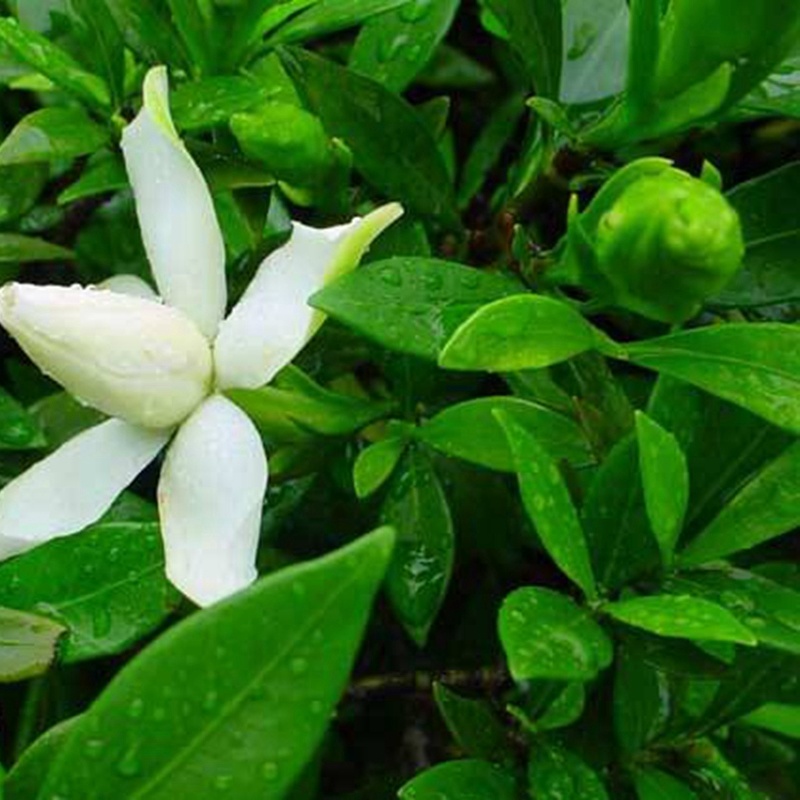 小叶桅子花苗水栀子树湖南杯苗根系粗壮分枝多冠幅好