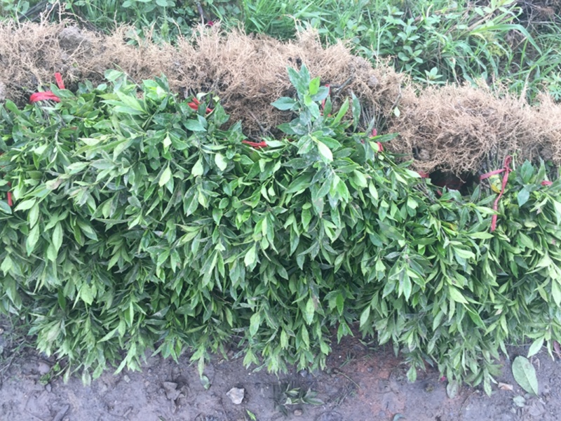 小叶桅子花苗水栀子树湖南杯苗根系粗壮分枝多冠幅好