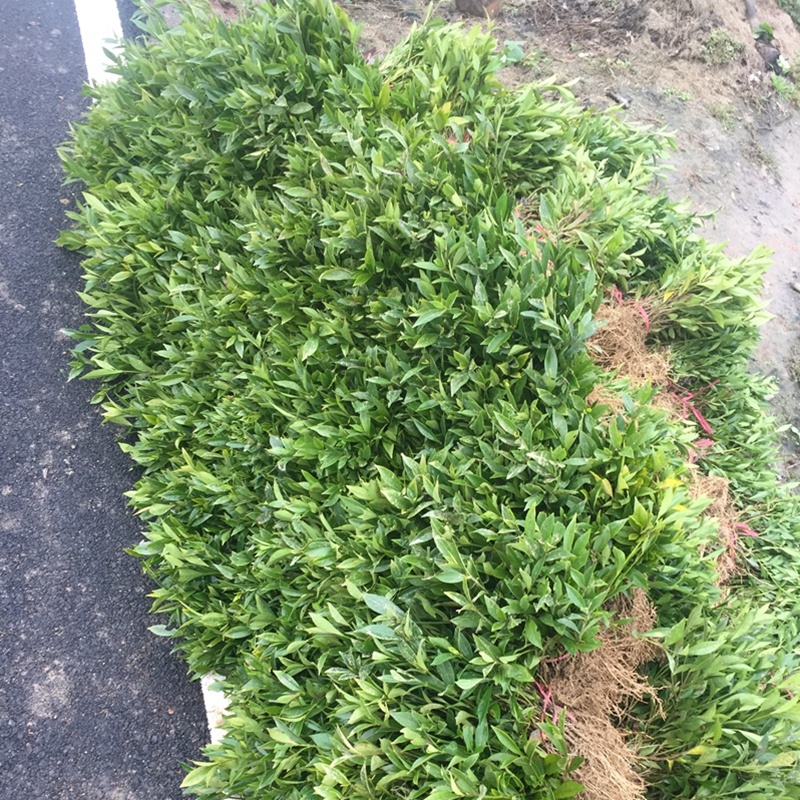 小叶桅子花苗水栀子树湖南杯苗根系粗壮分枝多冠幅好