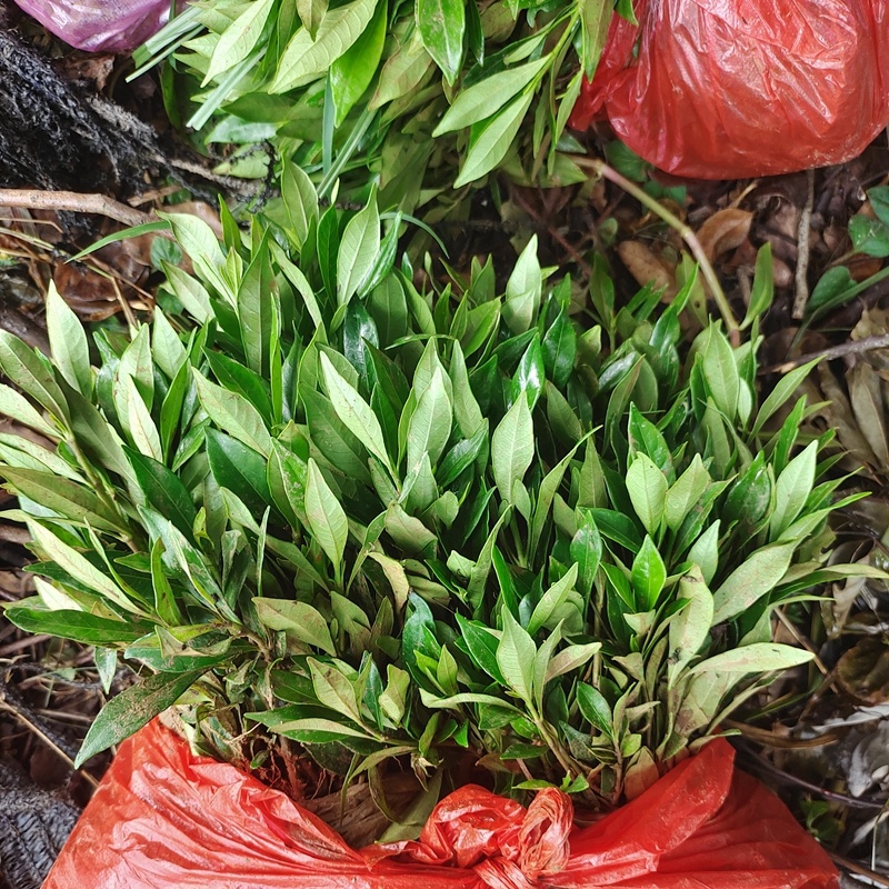 小叶桅子花苗水栀子树湖南杯苗根系粗壮分枝多冠幅好