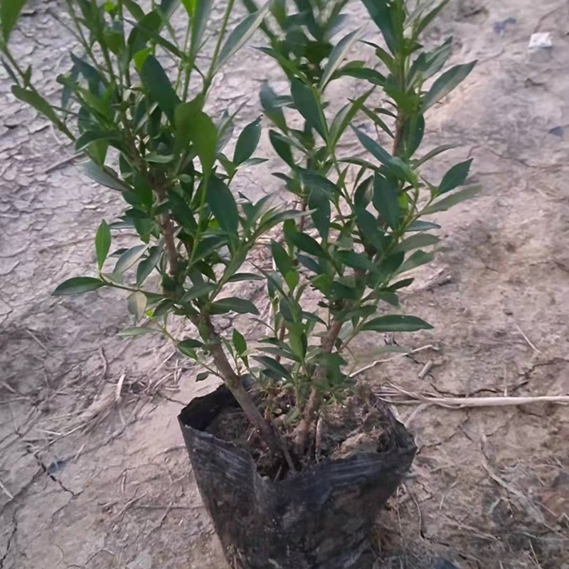 小叶桅子花苗水栀子树湖南杯苗根系粗壮分枝多冠幅好