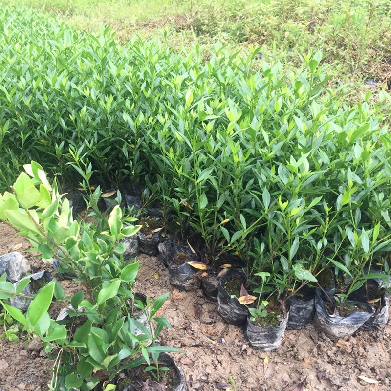 小叶栀子花苗海栀狭雀舌水栀子粗壮多分枝园林绿化小树苗