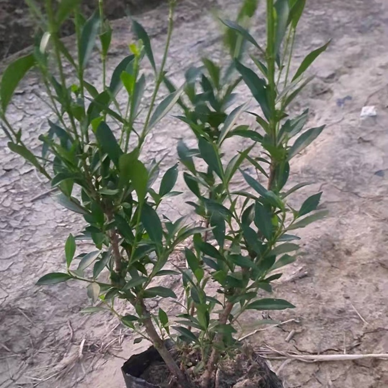 小叶栀子花苗海栀狭雀舌水栀子粗壮多分枝园林绿化小树苗