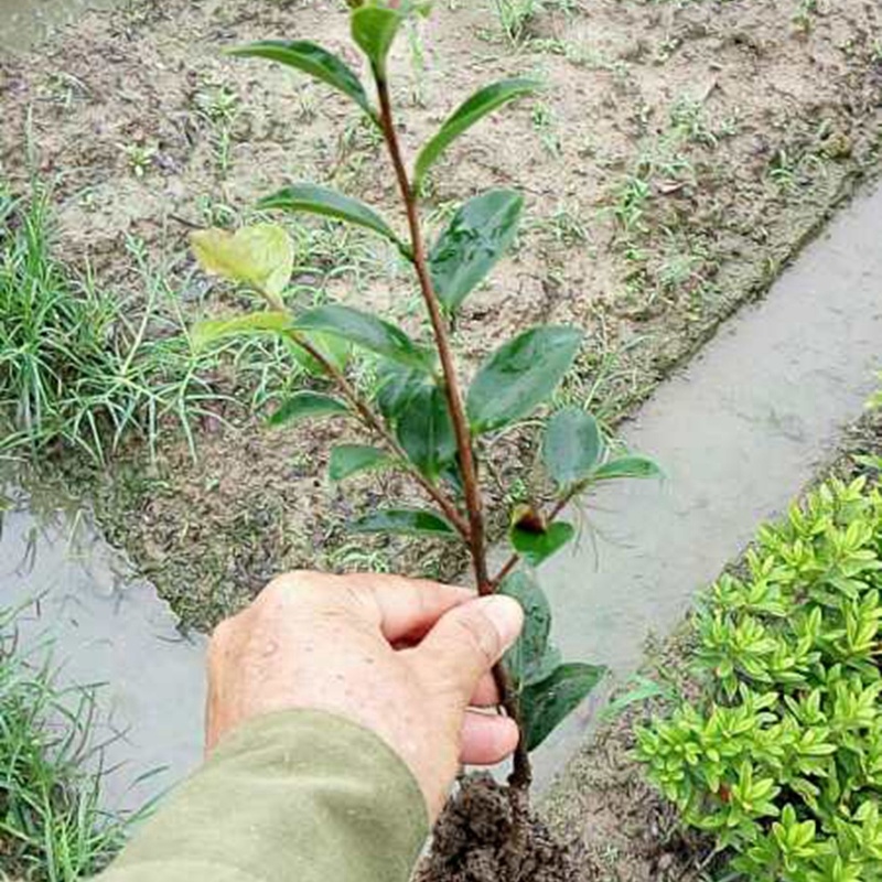 湖南茶梅小苗湖北茶梅花球庭院别墅绿化观花植物价格