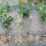 湖南茶梅小苗湖北茶梅花球庭院别墅绿化观花植物价格