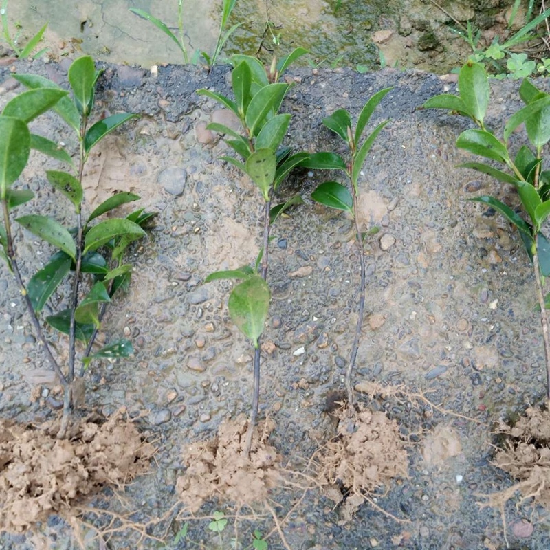 湖南茶梅小苗湖北茶梅花球庭院别墅绿化观花植物价格