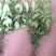大叶栀子牡丹栀子花山栀子树景观绿化工程花卉植物