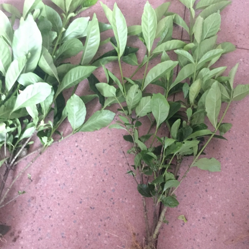 大叶栀子牡丹栀子花山栀子树景观绿化工程花卉植物